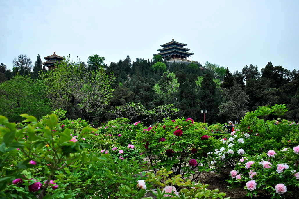 特色：花中贵族 名冠京城