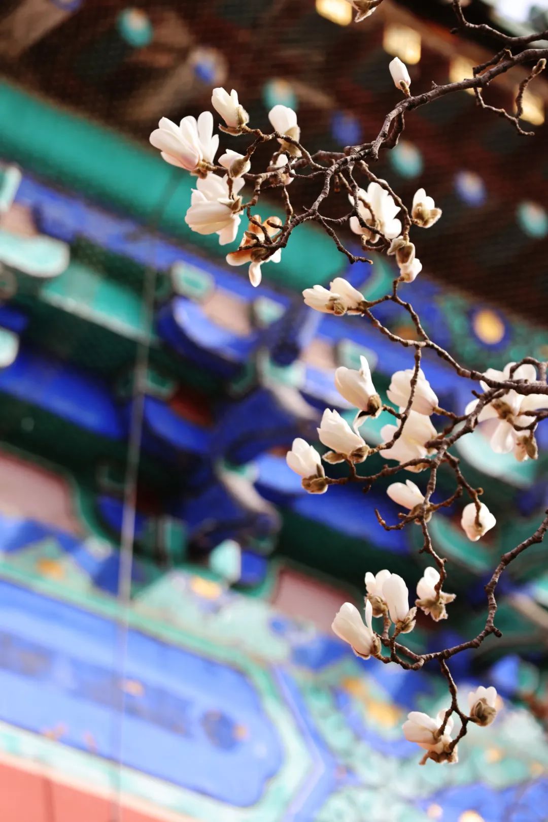 天坛公园玉兰 天坛公园玉兰