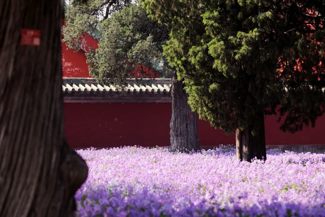 天坛公园二月兰 天坛公园二月兰