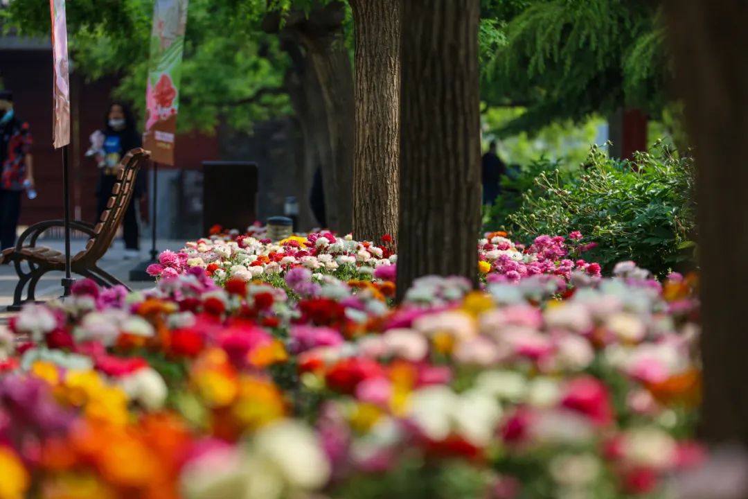 香山公园山花观赏期 香山公园山花观赏期