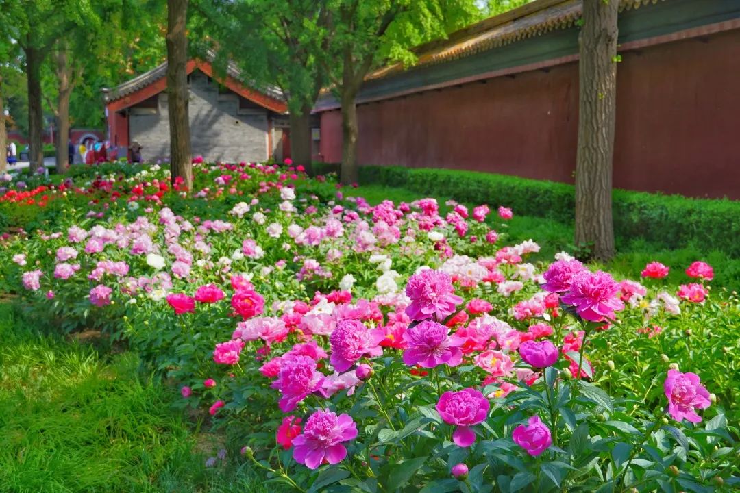 景山公园牡丹 景山公园牡丹