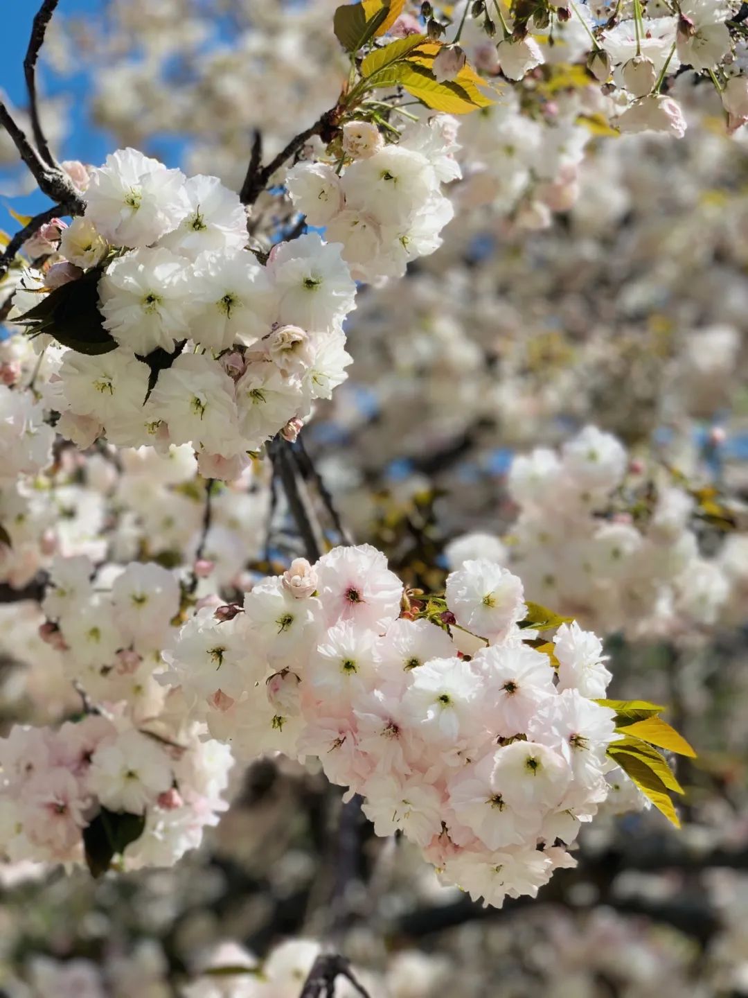玉渊潭公园樱花 玉渊潭公园樱花