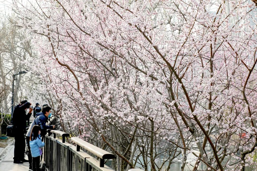 北二环沿线花景