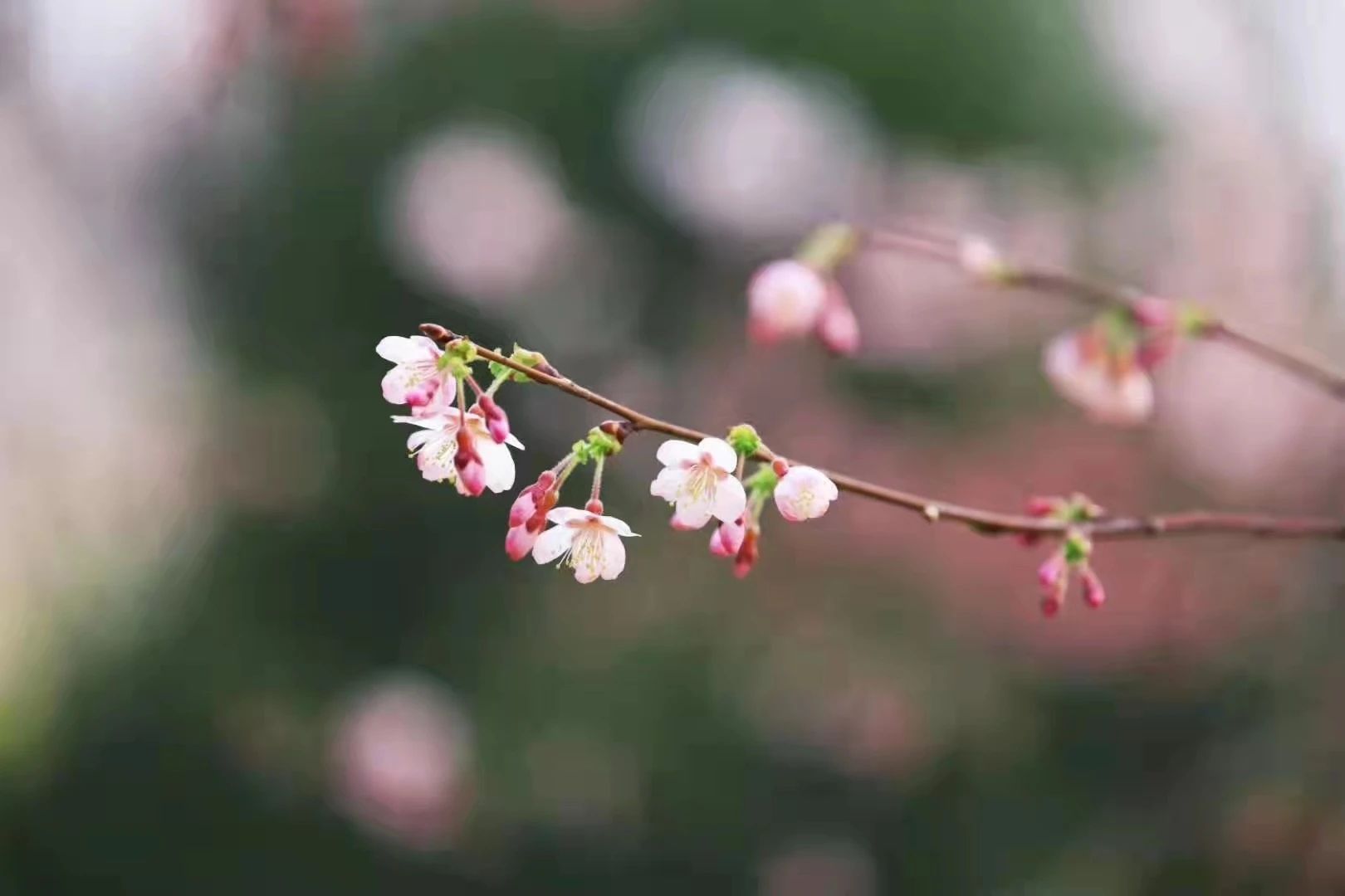 往年早樱始花期