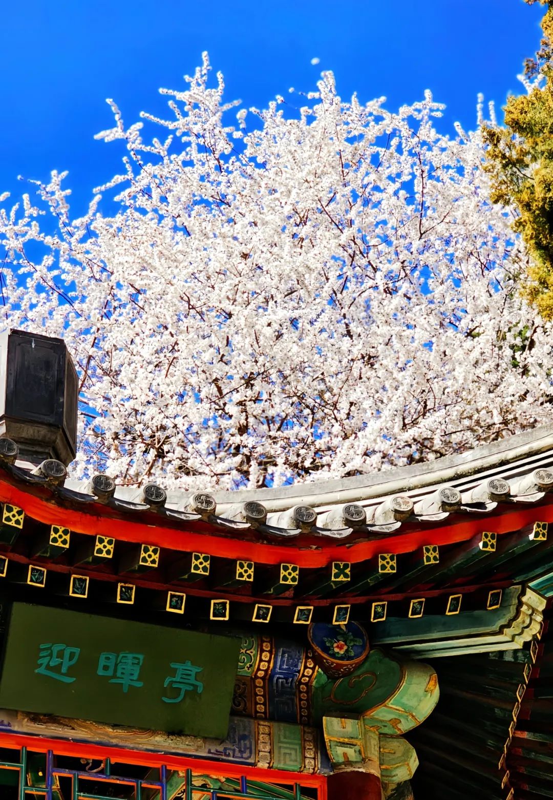 中山公园山桃