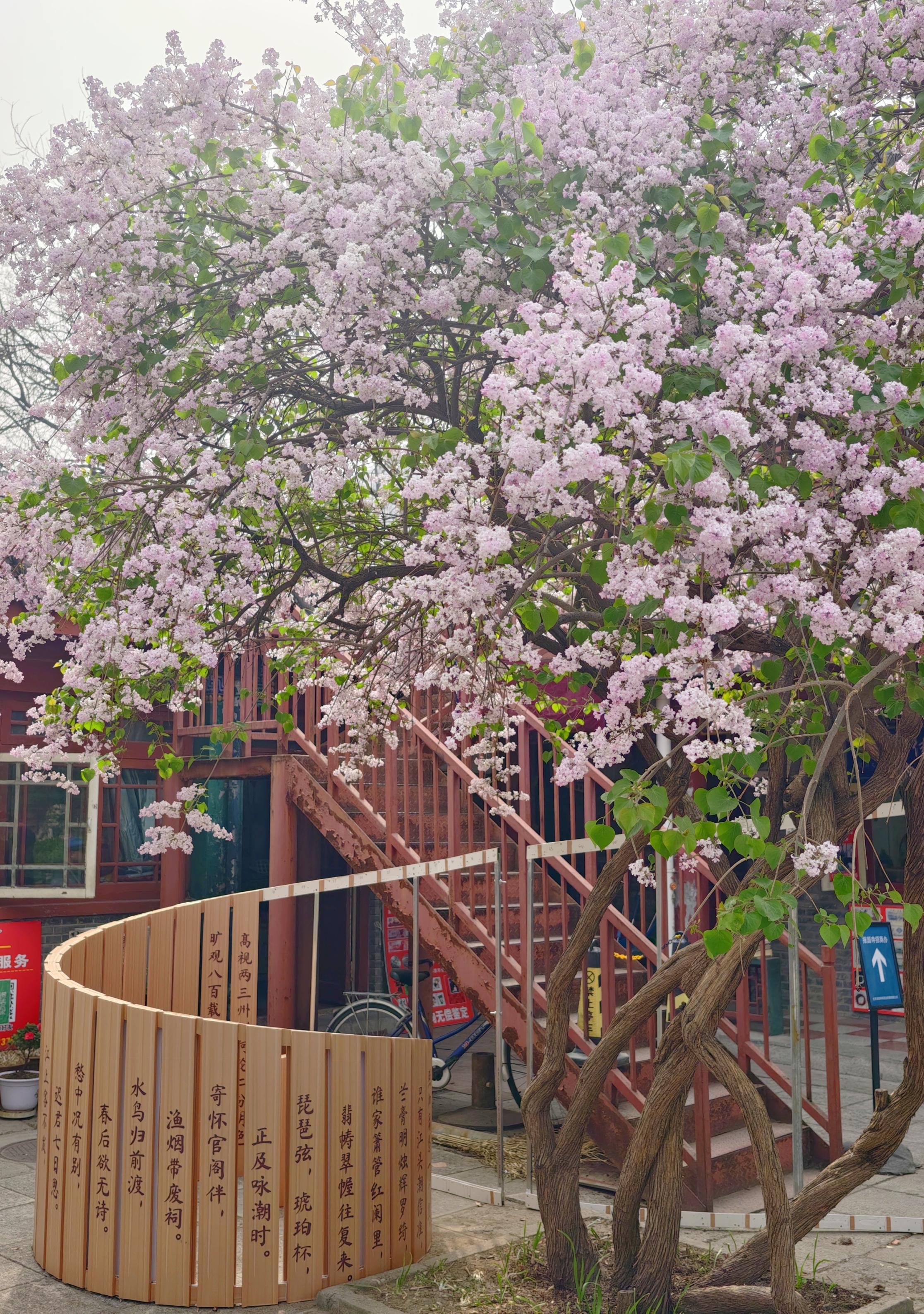 护国寺古刹已繁花成云！千年时光在花影里缓缓流淌