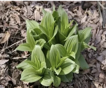 【北京疾控提醒您】野菜别乱采！这份“春日野菜食用安全指南”请收好