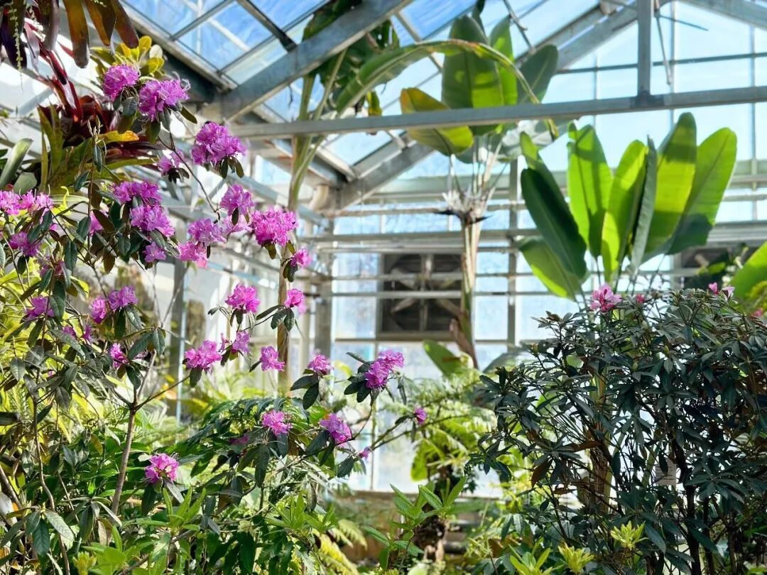 壮观！北京的高山杜鹃花开了，观赏期持续至“五一”假期！