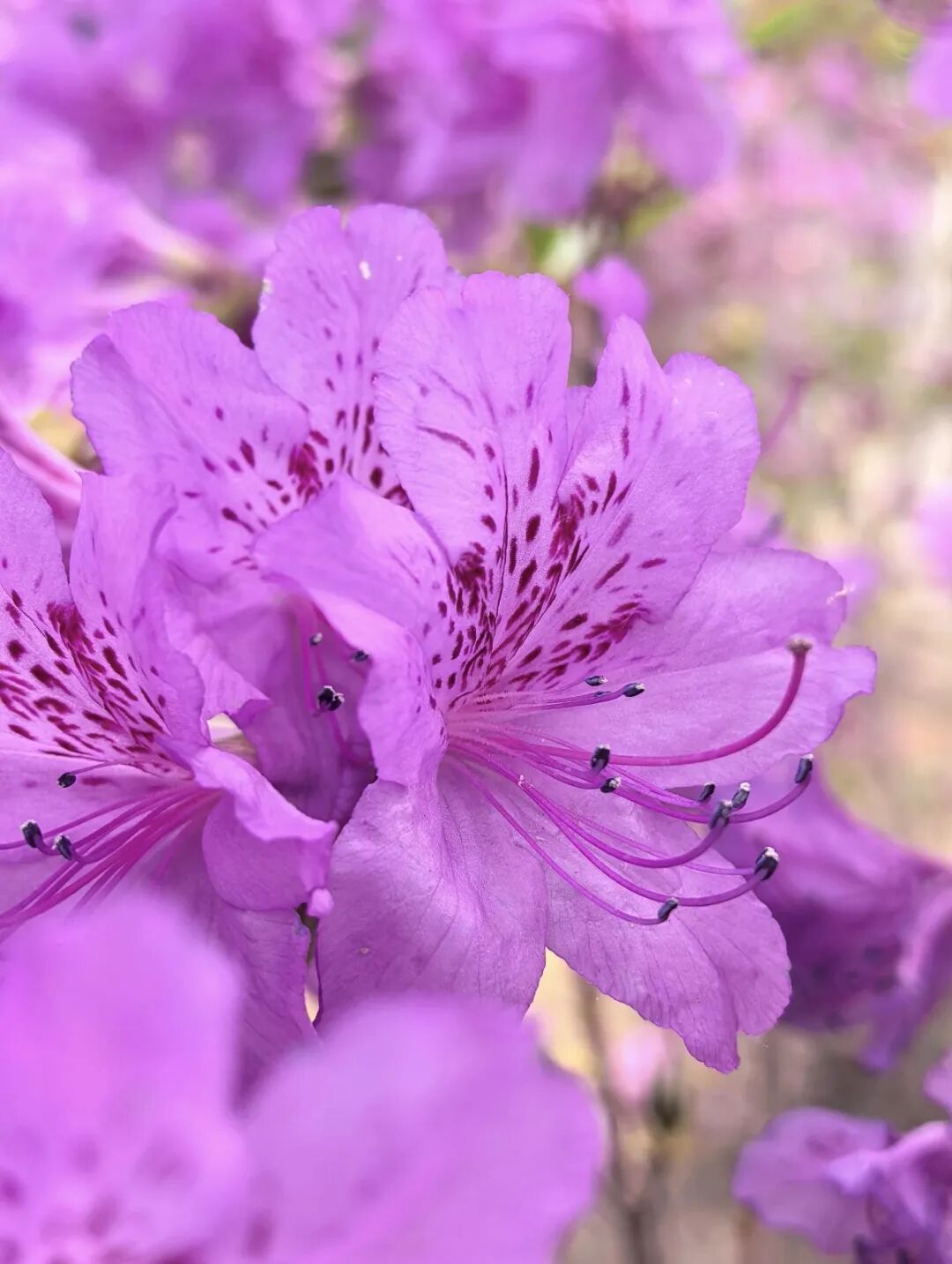 壮观！北京的高山杜鹃花开了，观赏期持续至“五一”假期！