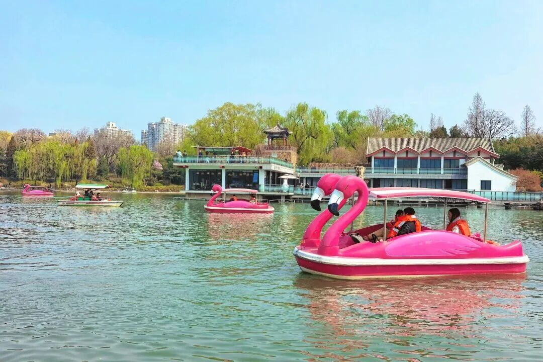 壮观！北京的高山杜鹃花开了，观赏期持续至“五一”假期！