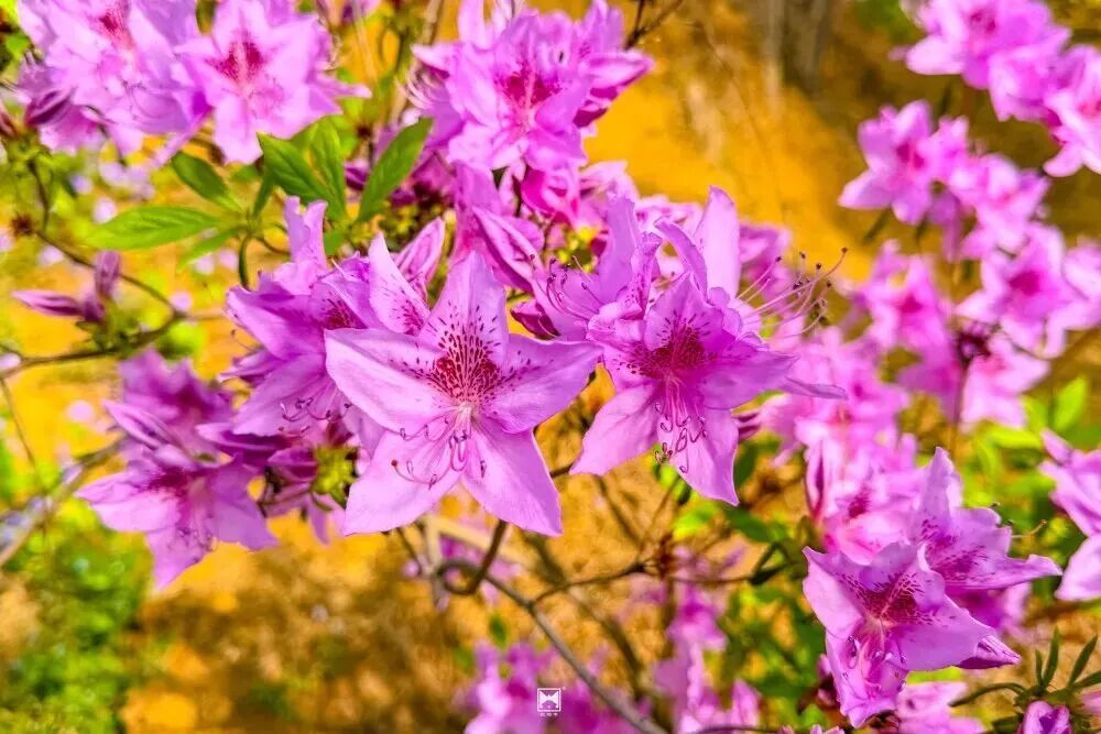 壮观！北京的高山杜鹃花开了，观赏期持续至“五一”假期！