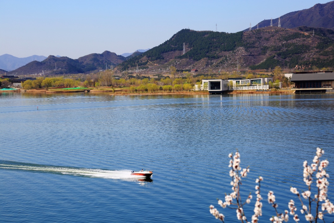 壮观！北京的高山杜鹃花开了，观赏期持续至“五一”假期！