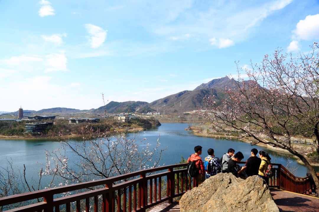 壮观！北京的高山杜鹃花开了，观赏期持续至“五一”假期！
