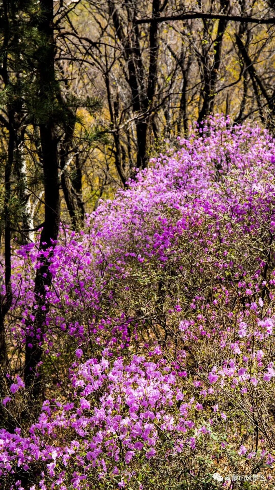 壮观！北京的高山杜鹃花开了，观赏期持续至“五一”假期！