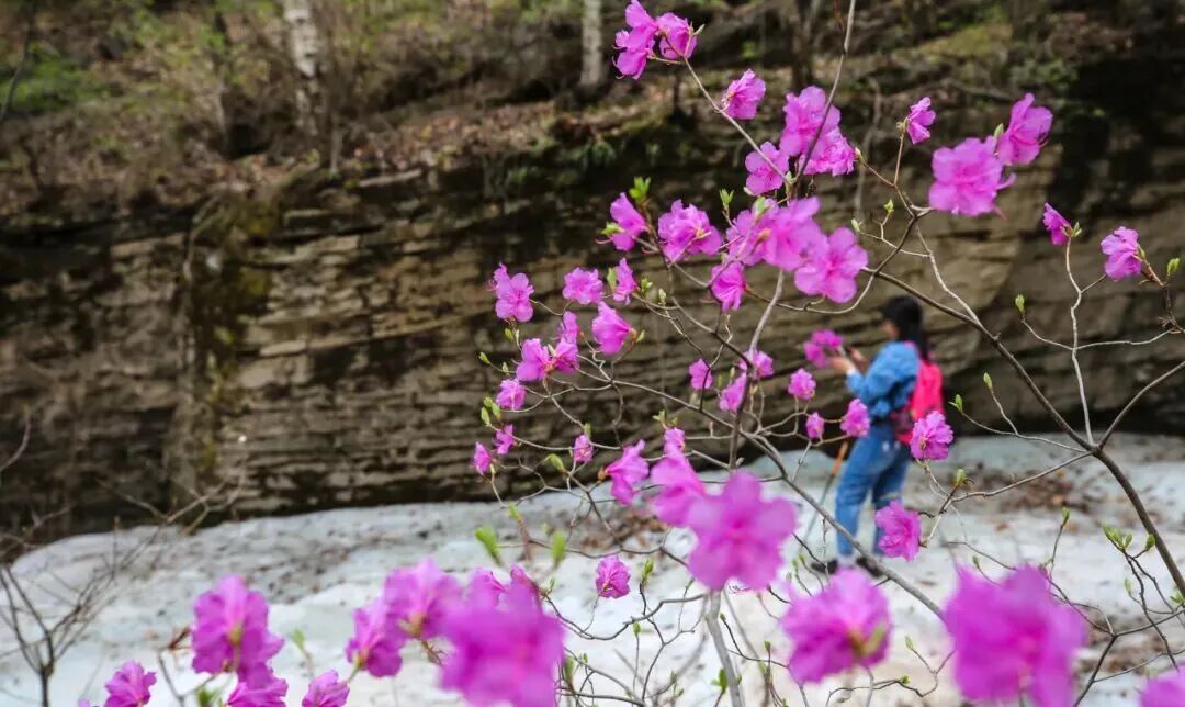壮观！北京的高山杜鹃花开了，观赏期持续至“五一”假期！