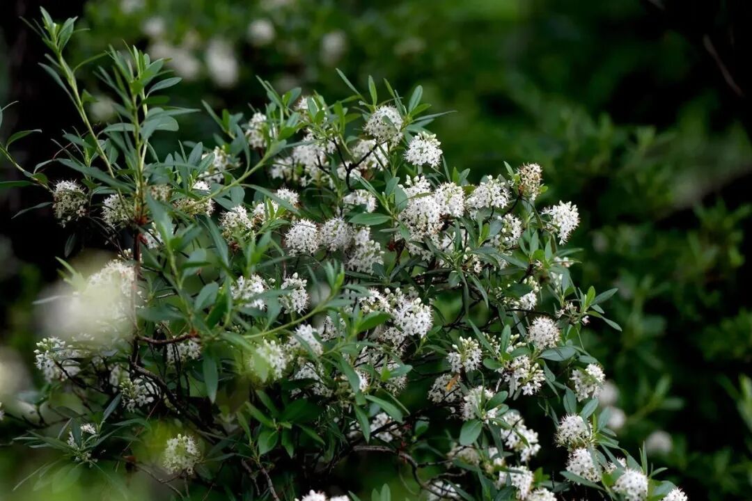 壮观！北京的高山杜鹃花开了，观赏期持续至“五一”假期！
