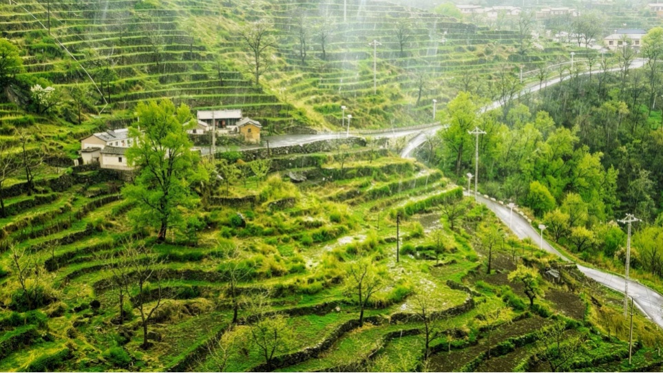 壮观！北京的高山杜鹃花开了，观赏期持续至“五一”假期！