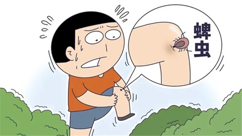 北京疾控提醒您，踏青游玩做好防护，防止蜱虫叮咬