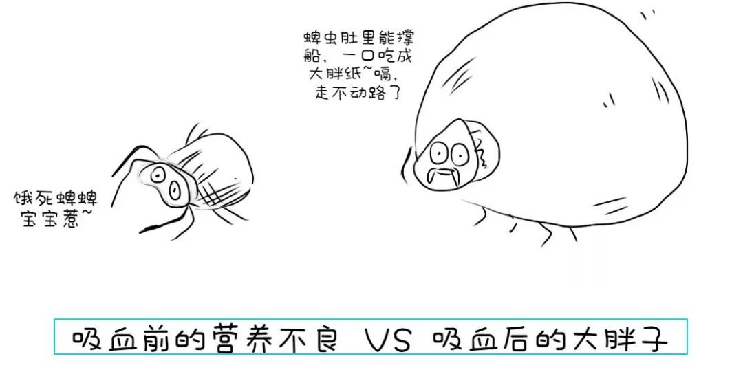 北京疾控提醒您，踏青游玩做好防护，防止蜱虫叮咬