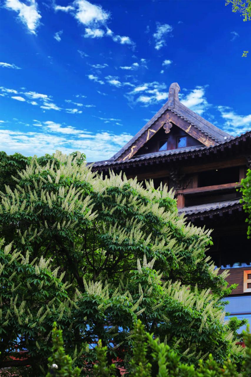 北京通惠河畔，300年的七叶菩提树开花了