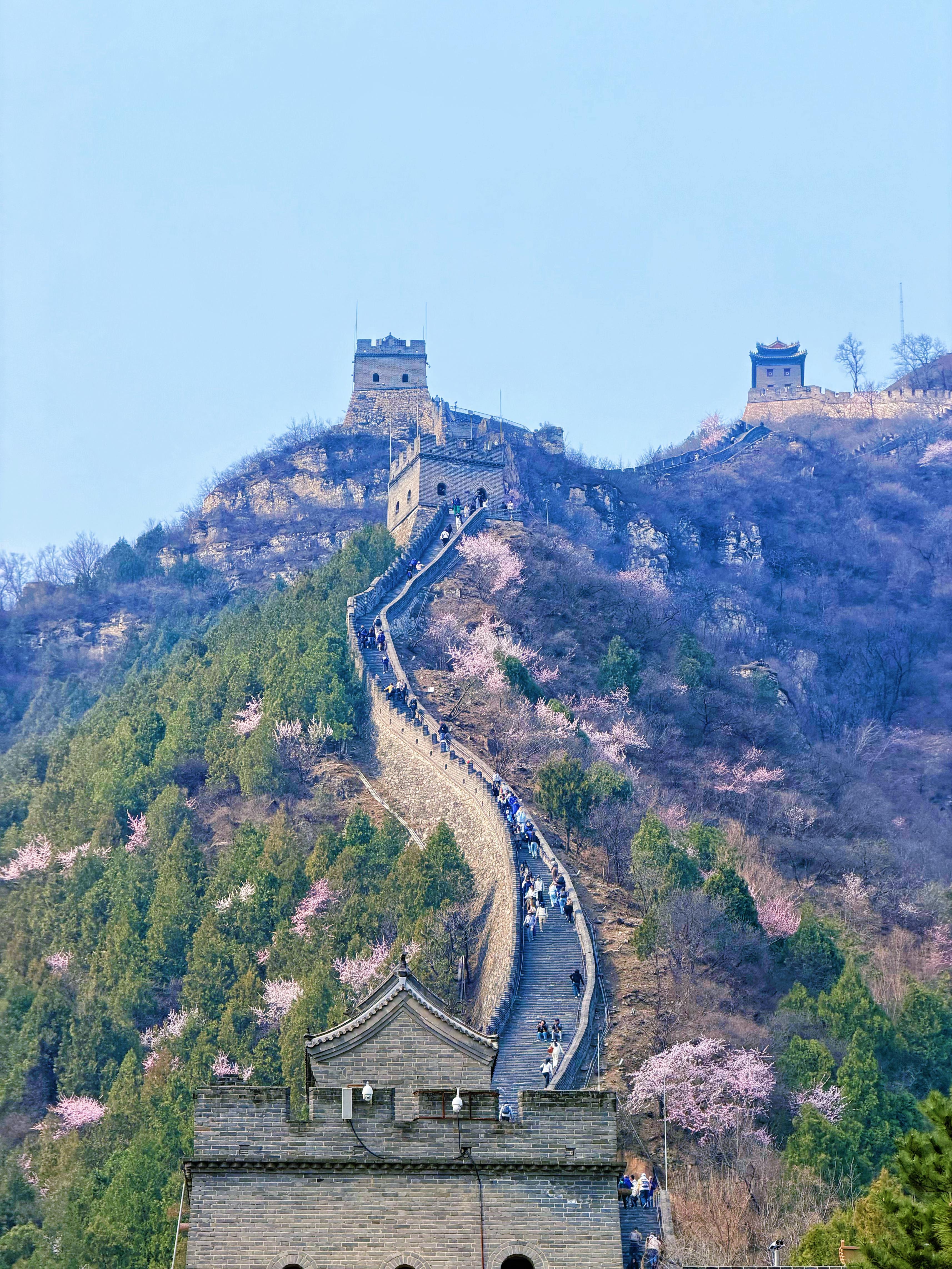 长城花海上线!北京六段长城春日赏花全攻略来了 长城花海上线!北京六段长城春日赏花全攻略来了