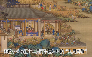 清宫菊花
