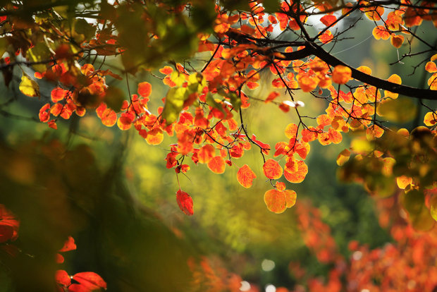 红叶美景令人陶醉