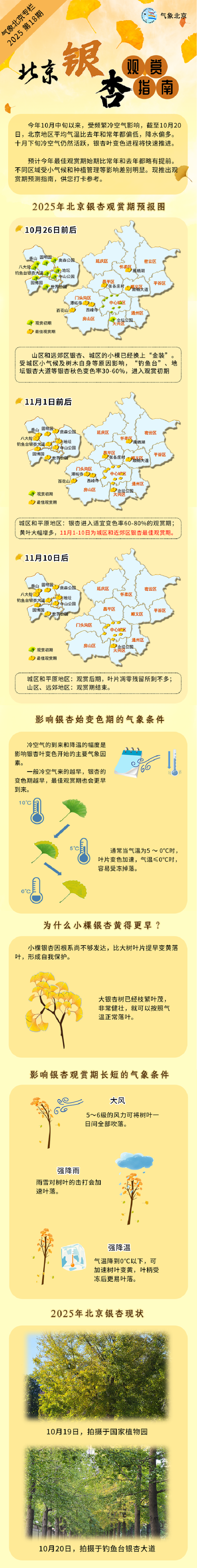 2025年北京银杏观赏指南