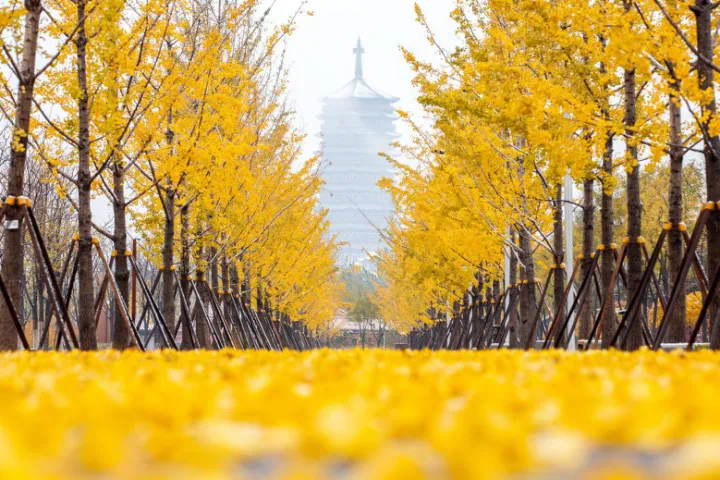 秋景“天花板” 北京这些银杏大道即将迎来最佳观赏期