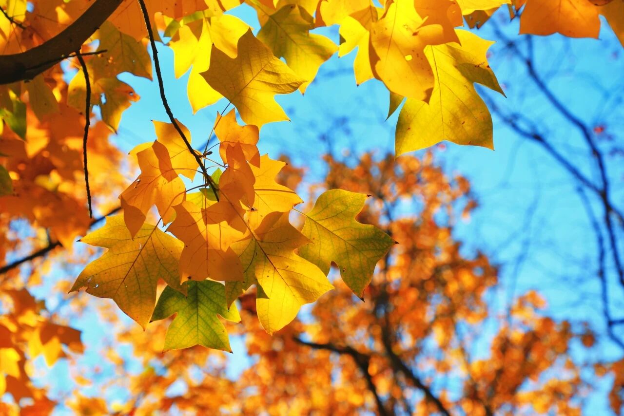 国家植物园进入彩叶最佳观赏期