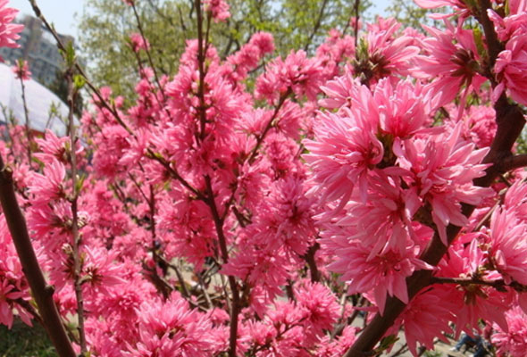 2018北京春季赏花推荐：桃花