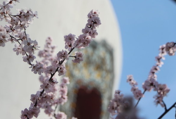2018最全北京赏花地点、时间、品种指南！再也不用担心错过花期了！