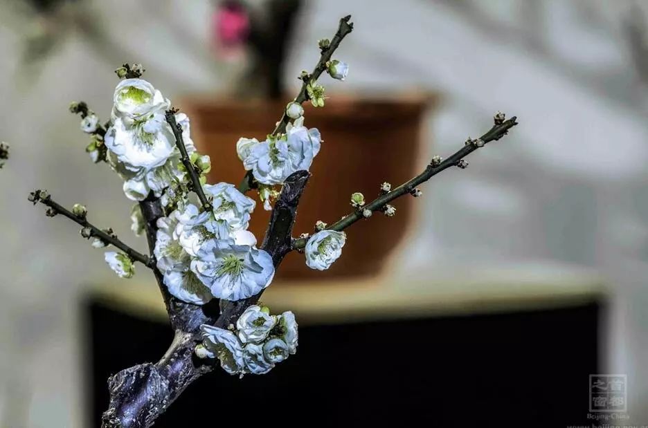 周末去哪儿 | 赏花踏青 3月带娃去哪些地方最适合？