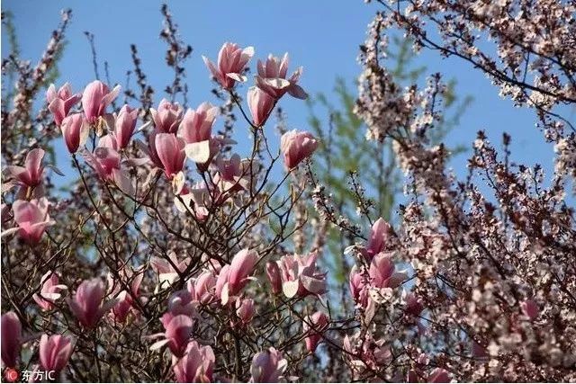 周末去哪儿 | 赏花踏青 3月带娃去哪些地方最适合？