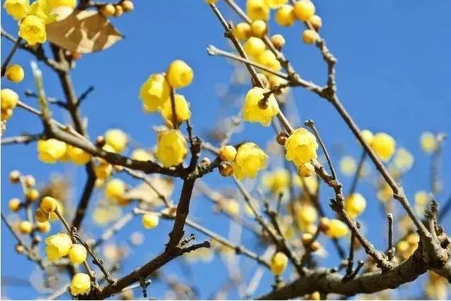 周末去哪儿 | 赏花踏青 3月带娃去哪些地方最适合？