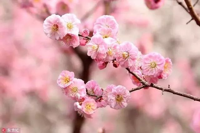 周末去哪儿 | 赏花踏青 3月带娃去哪些地方最适合？
