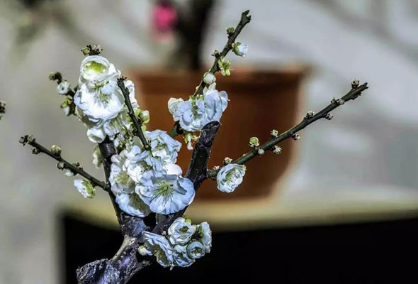 赏花踏青 3月带娃去哪些地方最适合？