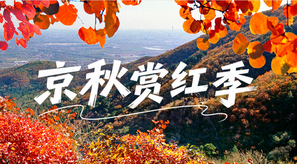 京秋赏红季