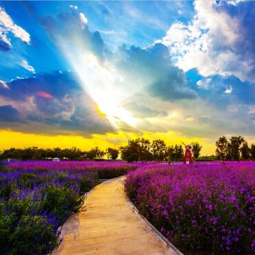 紫谷伊甸园花开成海 安逸中透出炫彩