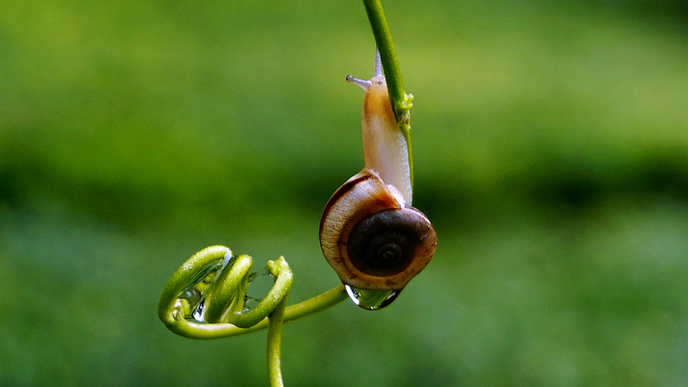 雨后蜗牛_赏心悦目_首都之窗_北京市人民政府门户网站