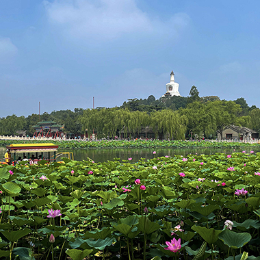 夏日赏荷正当季 市属公园等你来
