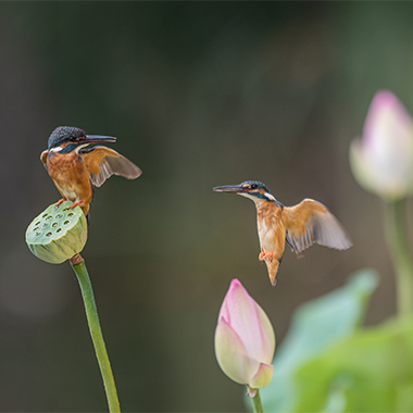 夏日荷塘鸟语花香