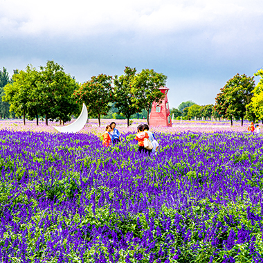 北京紫谷伊甸园鲜花绽放绚烂多姿