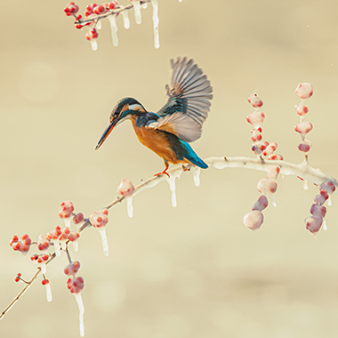 秋冬时节小翠美图赏析