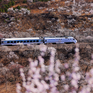 一路风景伴花香