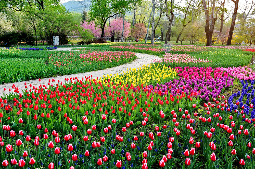 京城芳菲四月天