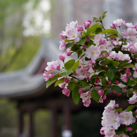 海棠花溪 花开正盛