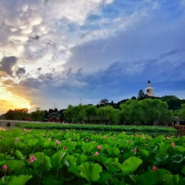 “荷”你相约 共赏公园别样美