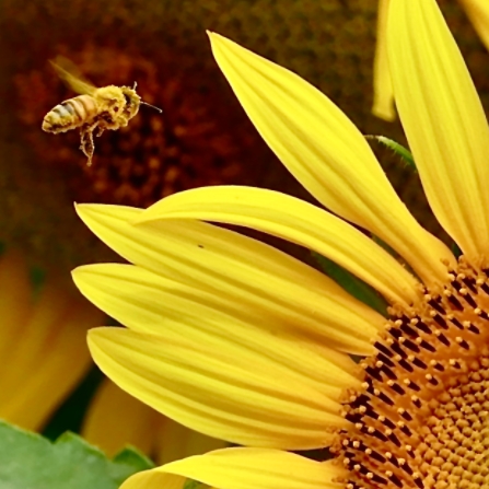 北京开启向日葵花海盛宴