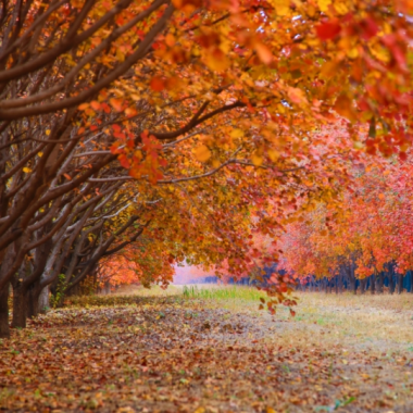 大兴秋色迷人 风姿万千